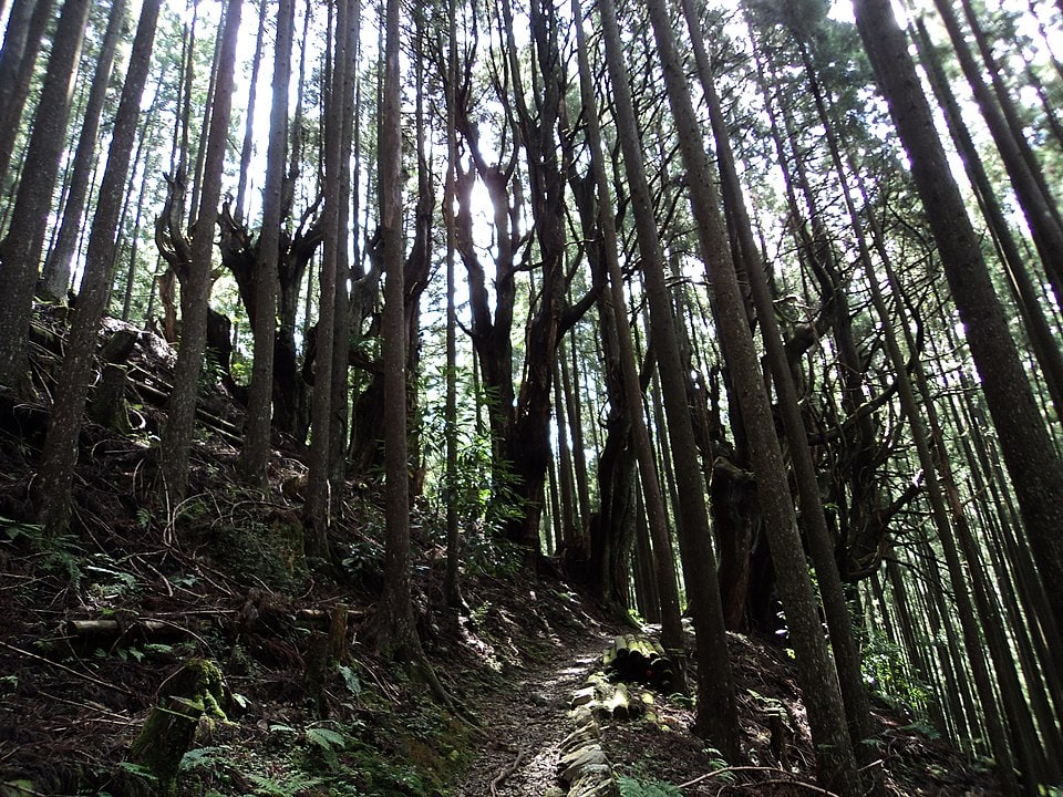 Kumano Kodo forest.jpg
