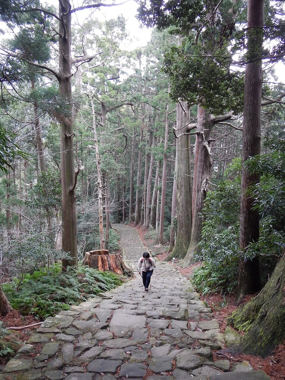 Kumano Kodo pilgrimage route Daimon-zaka World heritage 熊野古道 大門坂52.JPG