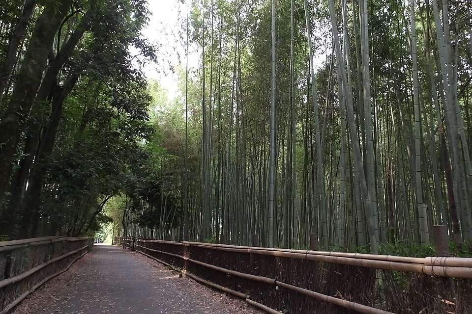 The bamboo grove in Arashiyama, Kyoto