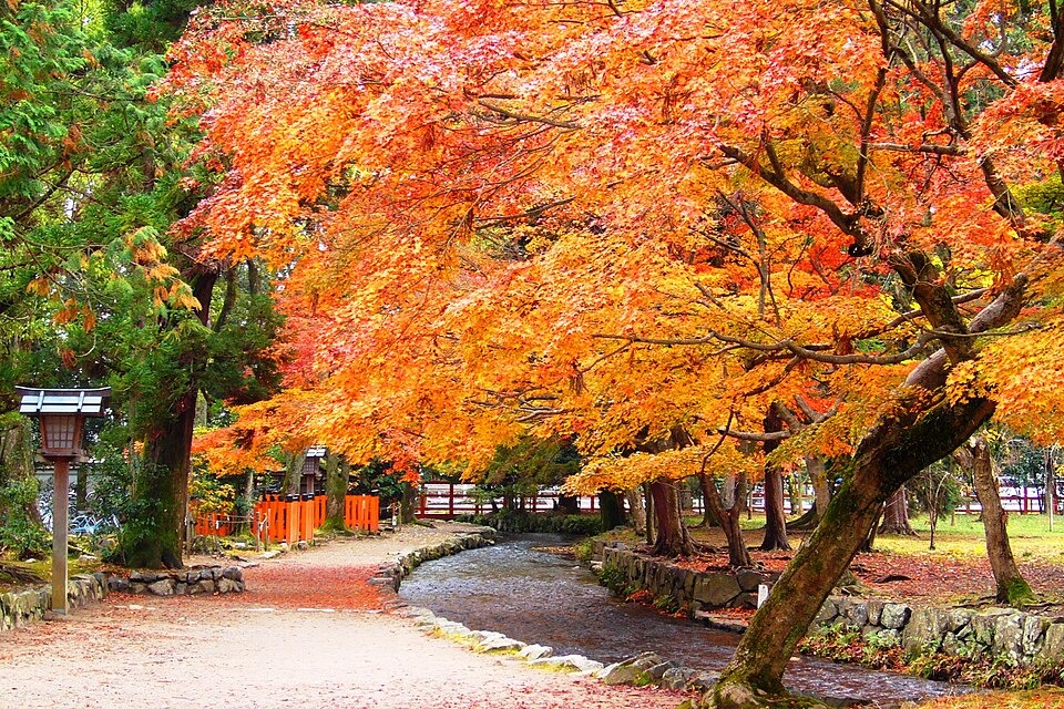Kamigamo Shrine, Precincts -1 (November 2009) - panoramio