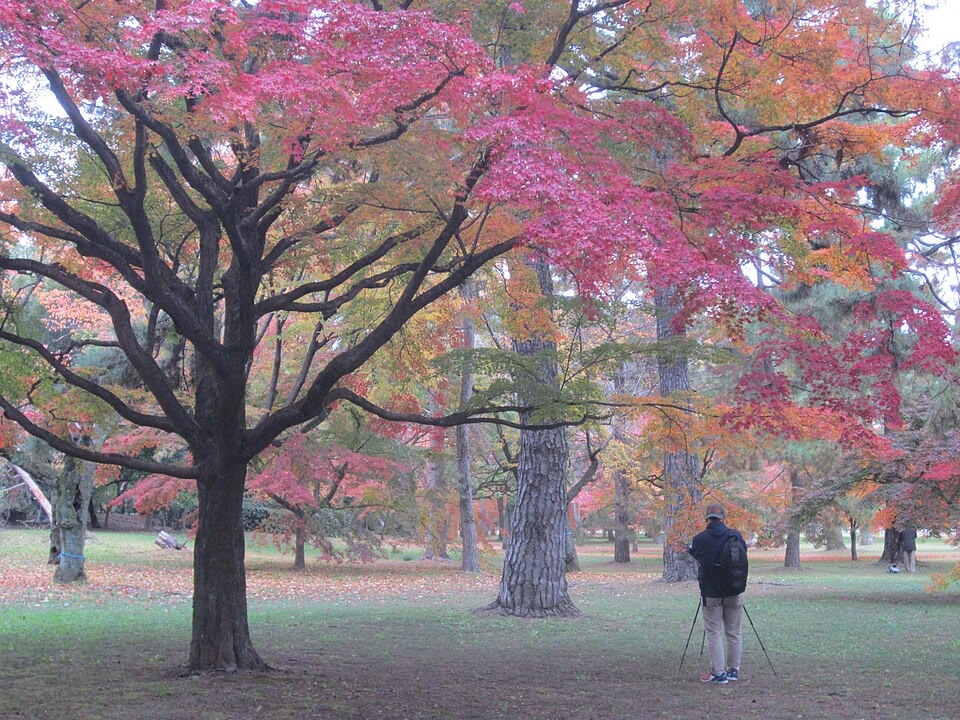 Kyoto Imperial Palace and Kyoto Gyoen in Kyoto — additional view