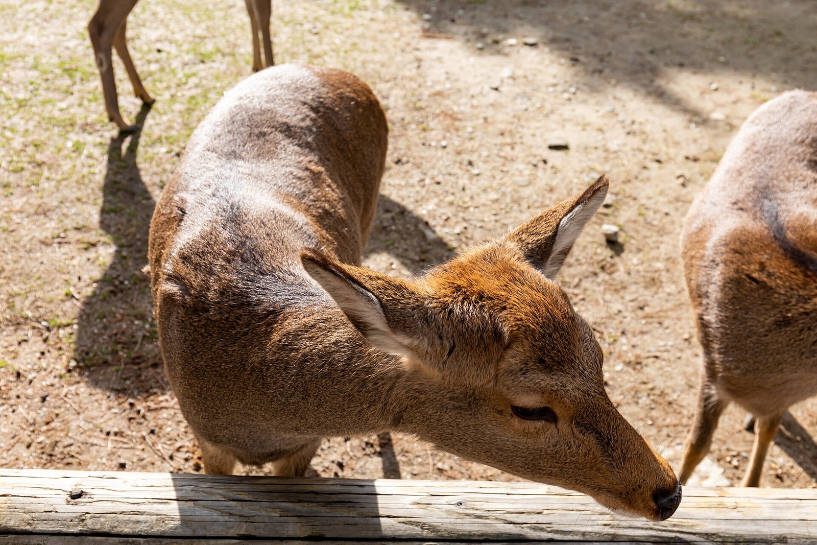 Deer in Nara Park