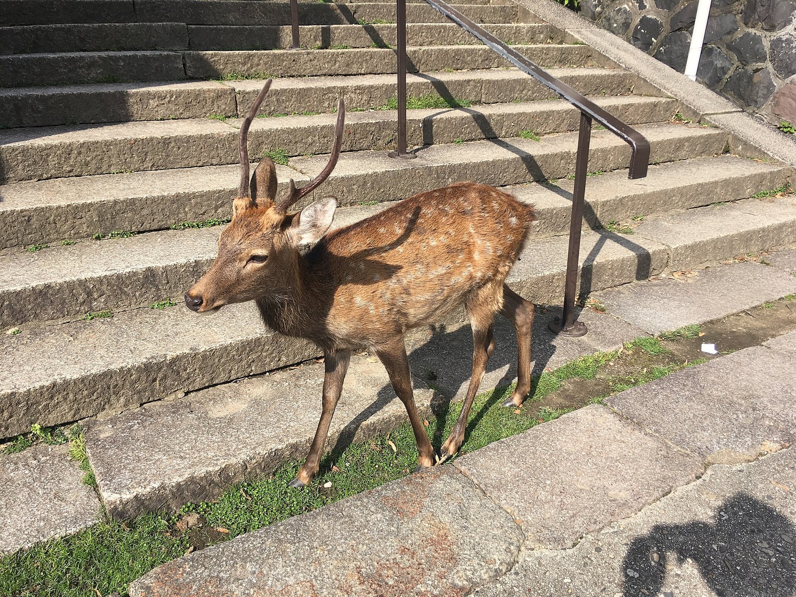 Deer in Nara Park