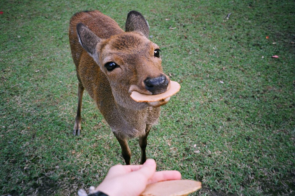 Feeding deer in Nara Park