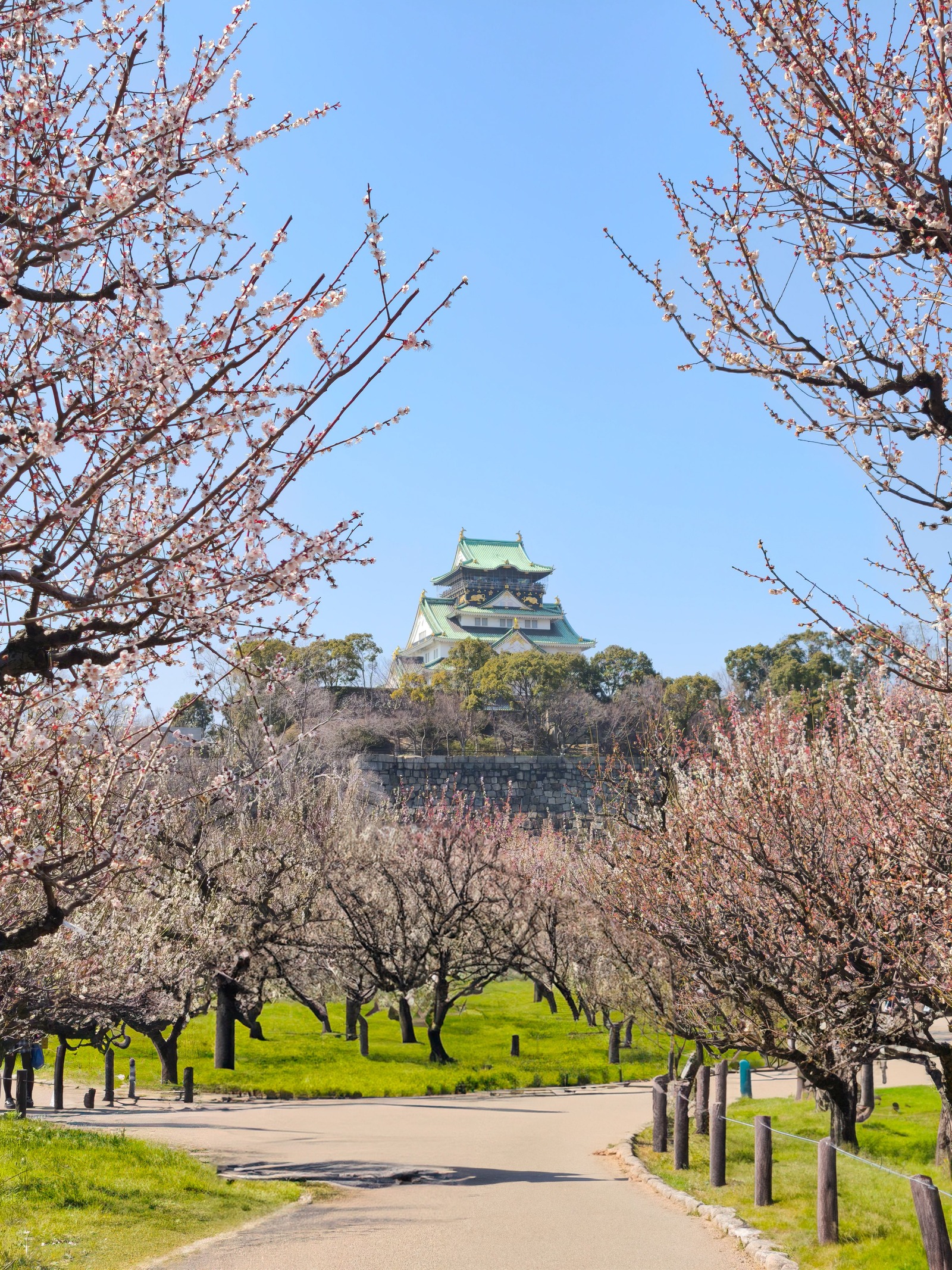 Osaka Castle framed by flowering trees beneath a blue sky