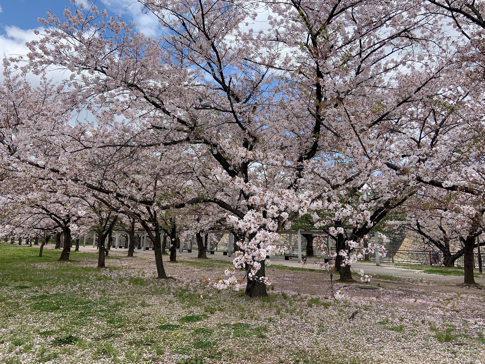 Osaka Castle Park · spring