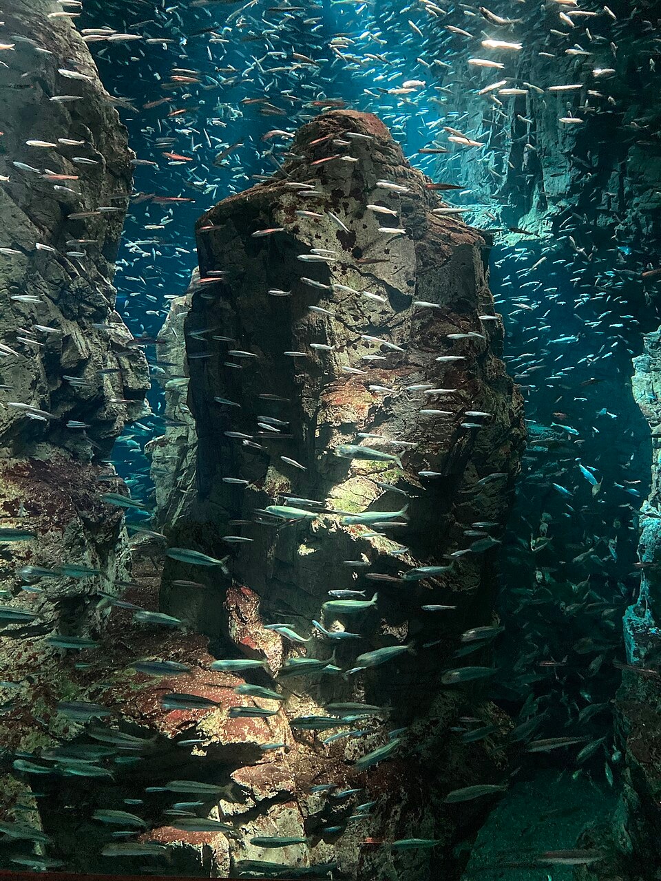 Fish at Osaka Aquarium Kaiyukan
