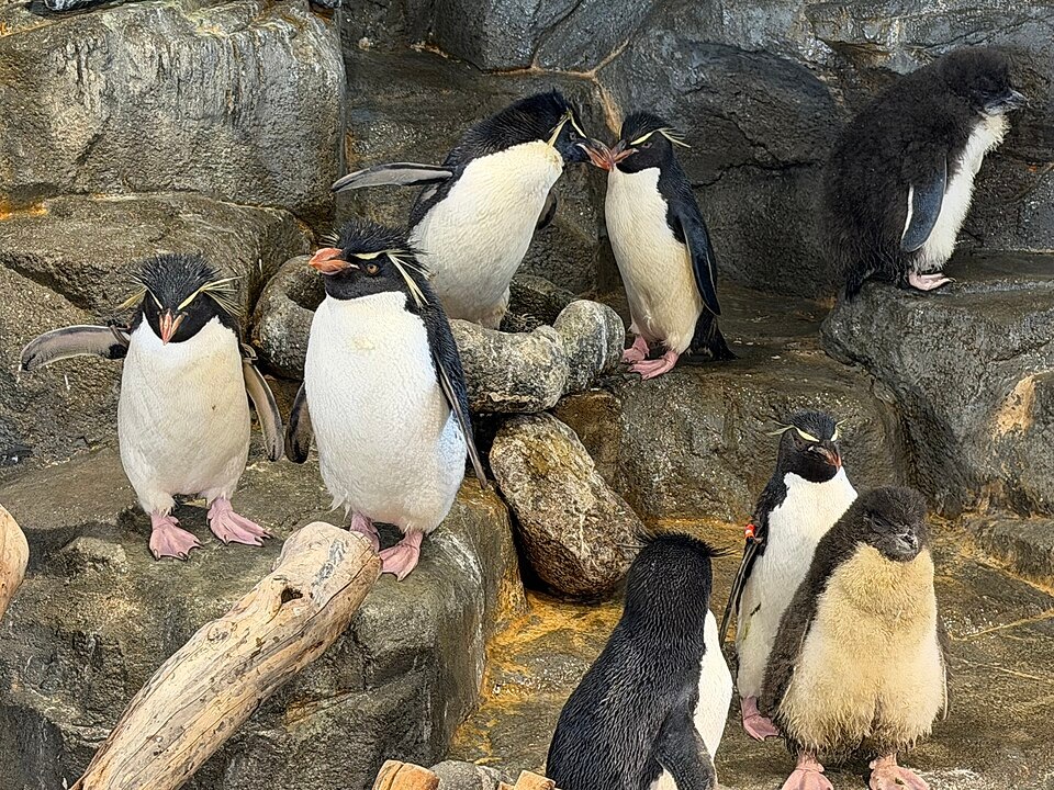 Macaroni penguins at Osaka Aquarium Kaiyukan