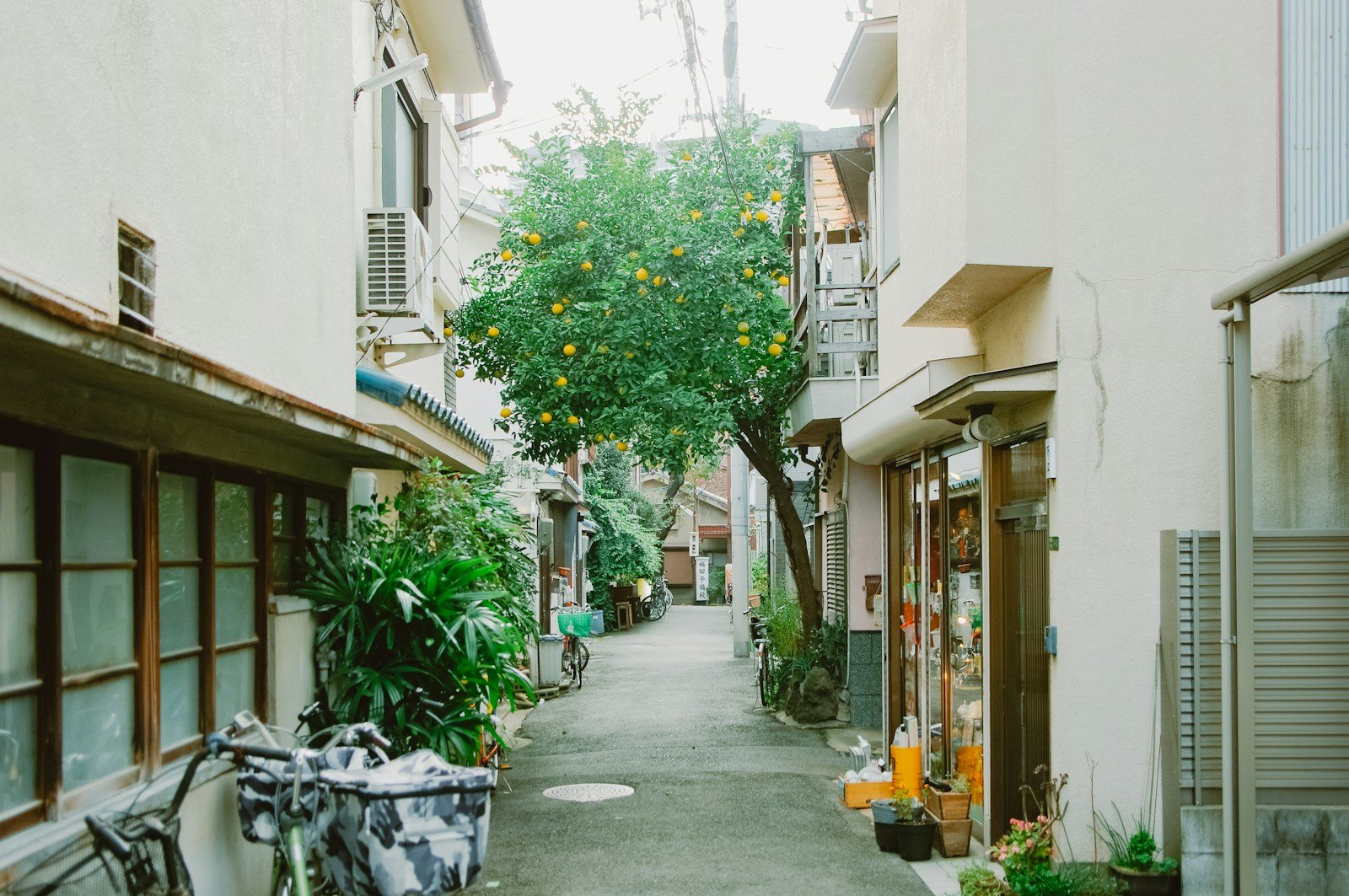 A narrow Nakazakicho alley with a small shop window, bicycles and a leafy fruit tree