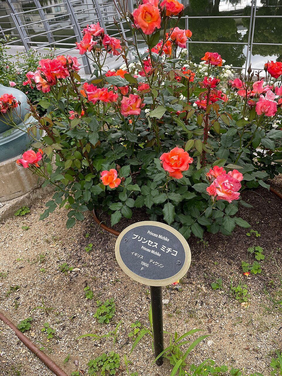 Orange Princess Michiko roses blooming at Nakanoshima Rose Garden