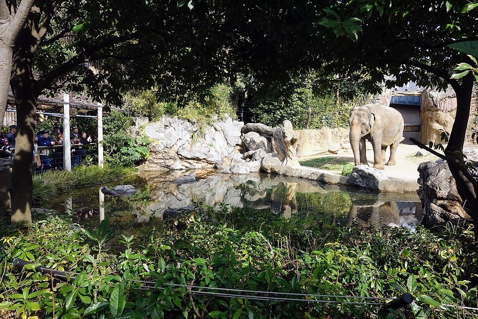 An Asian elephant beside a pond at Tennoji Zoo in January 2016