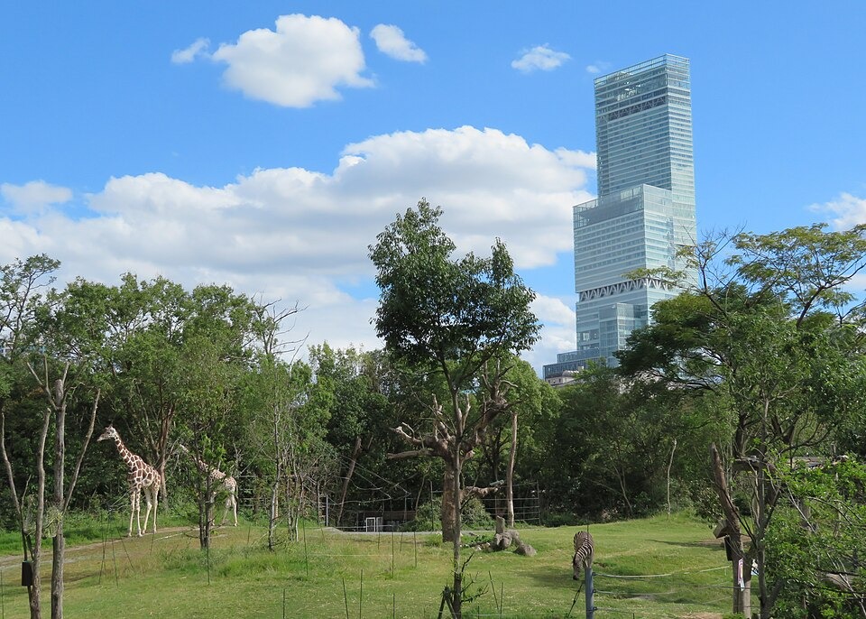 Giraffes in the green savanna habitat at Tennoji Zoo with Abeno Harukas in the distance